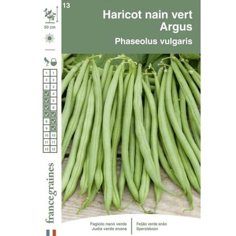 Graines Haricot Nain Vert Argus Filet Sans Fil