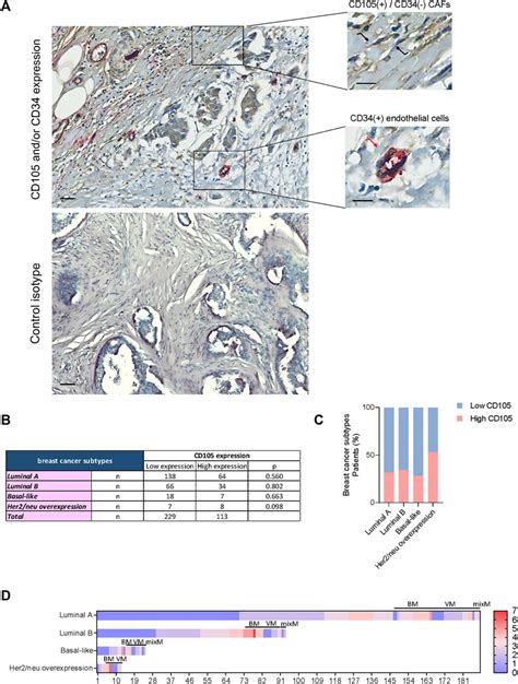 Frontiers CD105 Expression In Cancer Associated Fibroblasts A