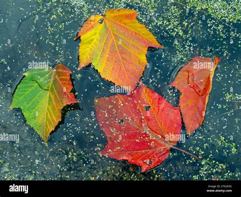 Acer Rubrum October Glory Red Maple In Early November Autumn Stock