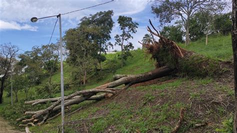 Forte Chuva Derruba Rvores E Causa Transtornos A Moradores De Tr S