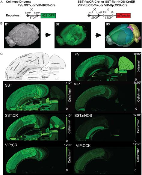 Figure 1 From Brain Wide Maps Reveal Stereotyped Cell Type Based Cortical Architecture And