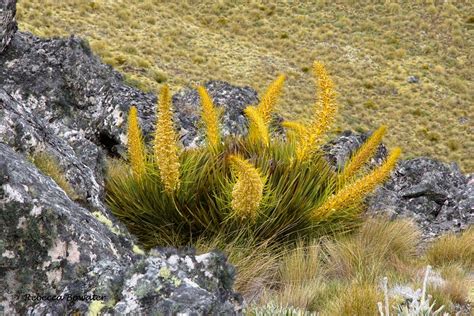 Aciphylla Aurea K Piasta Bylina Nasiona Oficjalne