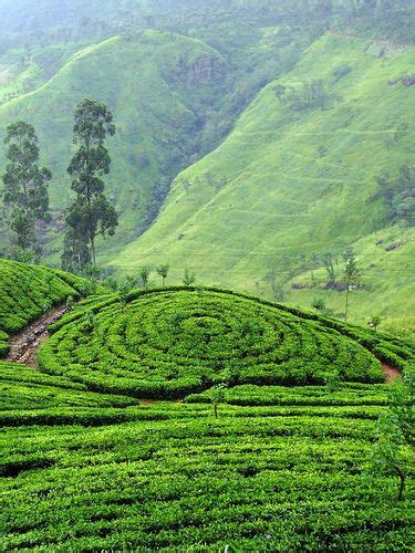 Tea Estate Sri Lanka | Tea estate, Beautiful nature, Nature