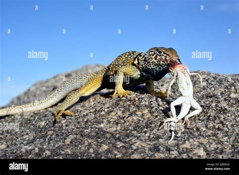 Collared Lizard Eating A Zebra Tailed Lizard Death Valley Stock Photo