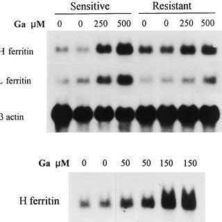 Northern Blot Analysis Upper Panel Comparison Of H And L Ferritin