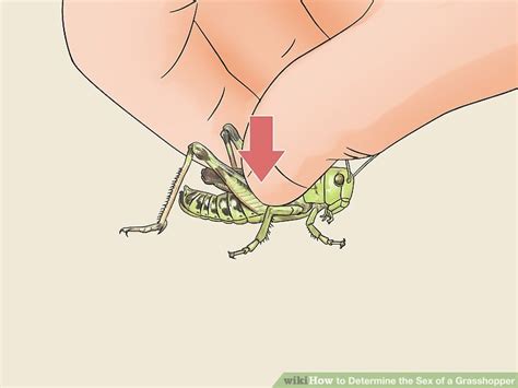 How To Determine The Sex Of A Grasshopper 8 Steps With Pictures