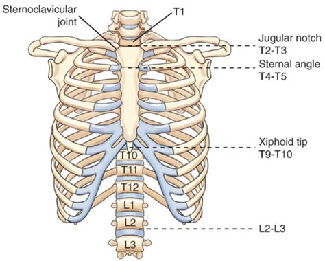 Positioning Ii Ch Bony Thorax Flashcards Quizlet