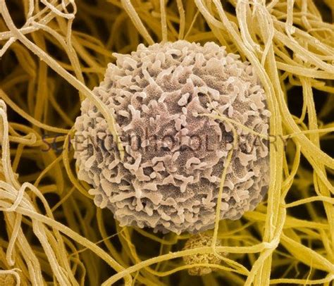 T Lymphocyte SEM Stock Image C013 4772 Microscopic Photography