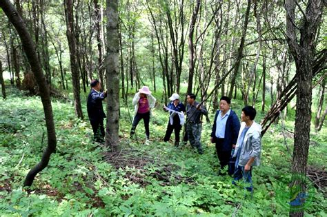 甘肃省林业和草原局森林抚育补贴项目成效调查组到山门林场开展2019年度森林抚育补贴项目成效调查工作 山门林场 甘肃省小陇山林业保护中心官方网站