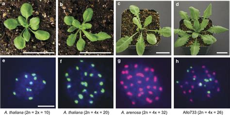 Plant Materials And Fluorescence In Situ Hybridization Fish A E