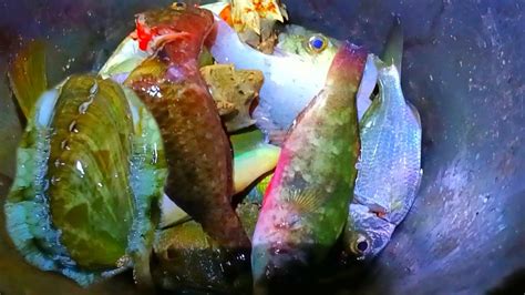 Air Surut Malam Hari Berburu Kerang Mahal Ikan Baronang Teripang