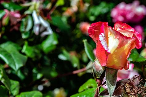 Fondo Natural Foto De Un Rosal En Flor Viva Con Flores Rosas Foto