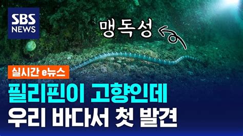 필리핀 서식 맹독성 바다뱀 우리 다도해까지 올라왔다 Sbs 실시간 E뉴스 Youtube