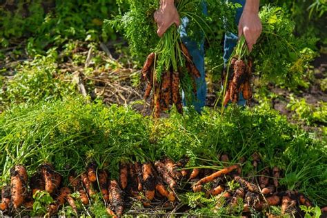 Ultimate Guide To Organic Carrot Farming Cultivation Practices For