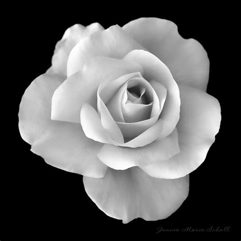 Black And White Rose Photography | Wallpapers Gallery