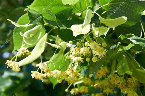 Linden Tree Lime Tree Linden Blossom — Stock Photo © Gl0ck 26888111