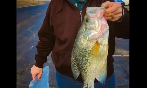 World Record White Crappie