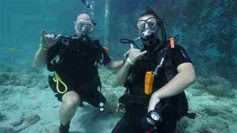 Dolphin Dive Experience In Curacao Ocean Encounters Diving