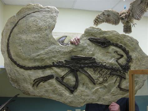 Velociraptor fossil | 공룡 화석, 화석, 공룡