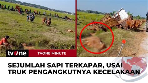 Truk Pengangkut Sapi Kecelakaan Usai Ditabrak Truk Muatan Tutup Botol