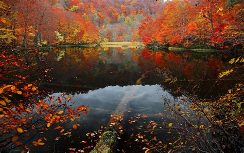 Fondos De Pantalla Luz De Sol Bosque Lago Agua Naturaleza