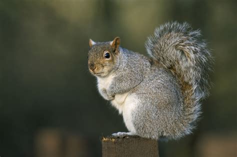 Gray Squirrel Breeding