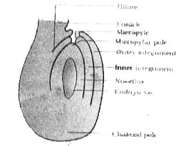 Describe The Structure Of Anatropous Ovule With Labelled Diagram