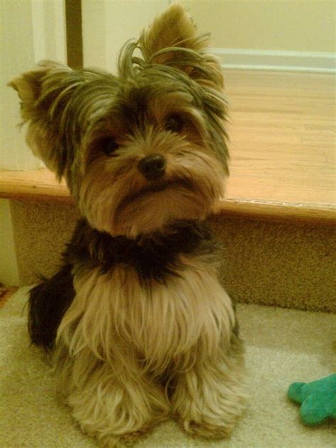 50 Damn Cute Yorkie Haircuts For Your Puppy – HairstyleCamp