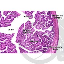 Donna Tuba Uterina Sezione Trasversale 64X Uomo Mammiferi