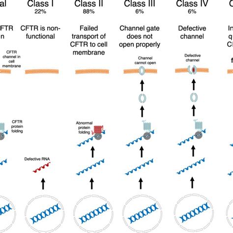 The Mutation Classes Of The Cftr Gene Leading To Cftr Dysfunction