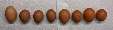 Black Maran Sex Link Egg Color Backyard Chickens Learn How To Raise Chickens