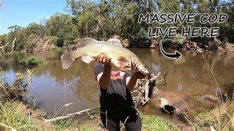 Landbased Solo Murray Cod Fishing Using A Secret Bait Youtube