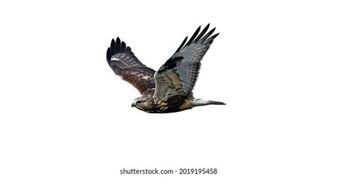 Flying Hawk Isolated On White Background Stock Photo 2019195458 ...