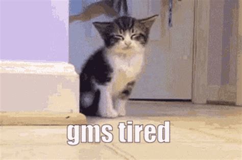 Gms Tired Tired Cat GIF - Gms Tired Gms Tired - Discover & Share GIFs