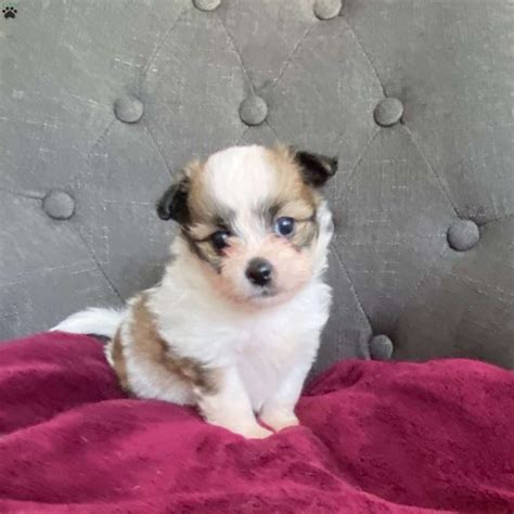 Shih-Pom Puppies For Sale | Greenfield Puppies