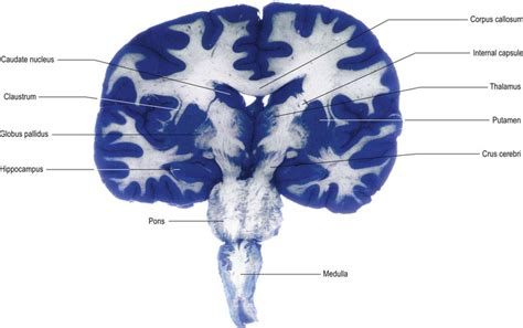 Basal Ganglia Neupsy Key