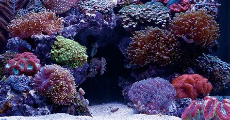 Saltwater Aquariums Easy Calcium Supplementing With Calcium Reactors