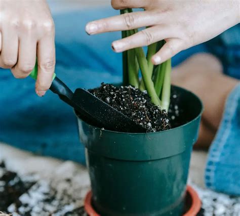 How Often Should You Fertilize Garden Optimal Schedules Bonsai Nursery