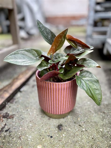 Syngonium Erythrophyllum Red Arrow Zro Licha Jungle Boogie