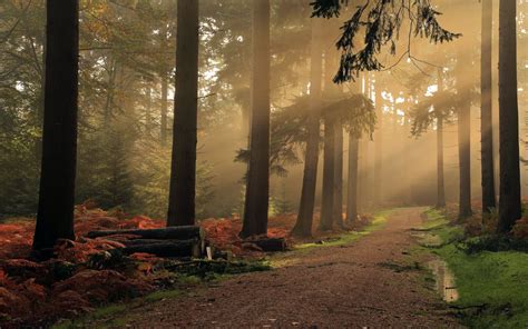 Sun Rays Puddle Shrubs P Mist England Trees Landscape