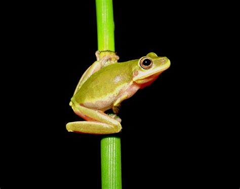Squirrel Treefrog - Hyla squirella | Brad Glorioso’s Personal Website