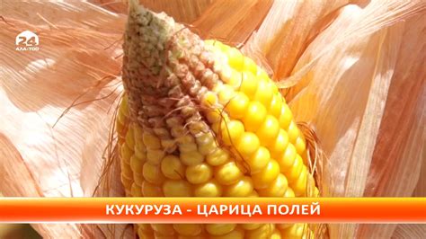 Кукуруза-царица полей - YouTube