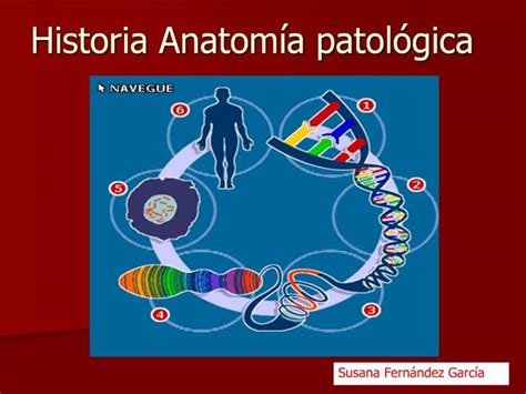 Ppt Historia Anatom A Patol Gica Powerpoint Presentation Free