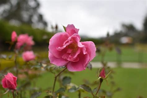 Ooty Rose Garden » Blog 2020