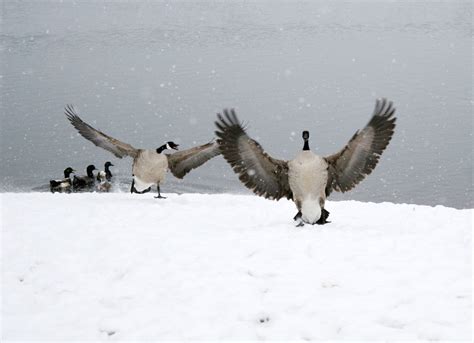 Guide to Caring for Birds During Cold Weather • Missouri Life Magazine