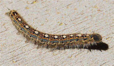 Caterpillar Identification Guide Find Your Caterpillar With Photos And