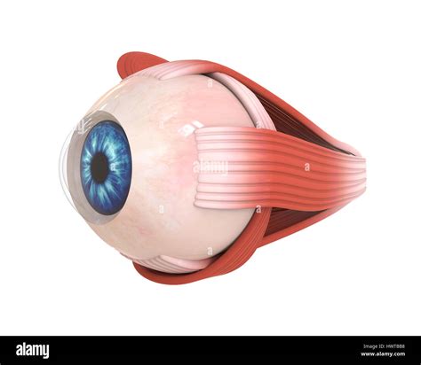 Eye Muscles Unlabeled