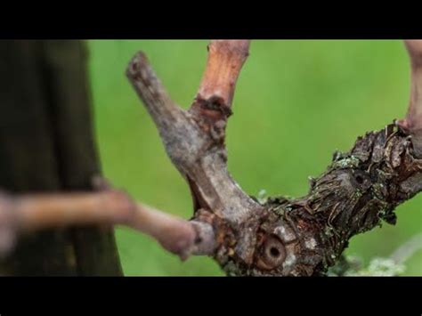 Potatura Vite Prima Di Potare La Vigna Guarda Questo Video Youtube