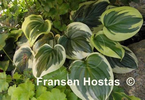 Hosta Fragrant Queen Fransen Hostas