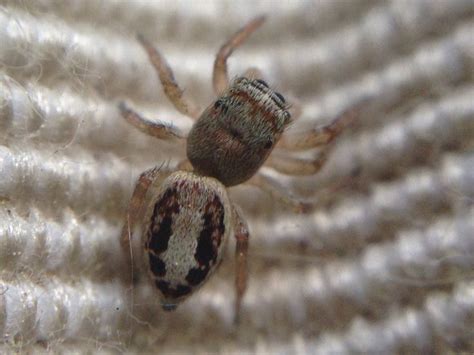 Araña saltarina una de muchas especies de las que hay Araña